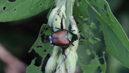 The Japanese beetle has been raging in other European countries for several years. Illustrative photo. (CREATIVE TOUCH IMAGING LTD / NURPHOTO / VIA AFP)