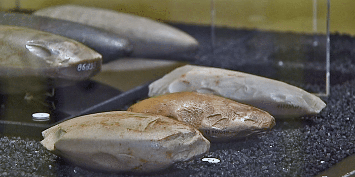 Exemple des vestiges archéologiques présents au musée
 (Culturebox-capture d&#039;écran)