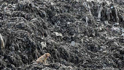 Dans le but de lutter contre la pollution, le pays interdit l'utilisation, la fabrication et l'importation de sacs en plastique. En cas d'infraction, le contrevenant encourt une peine de quatre ans de prison ou une amende de 32.000 euros. Entrée en vigueur le 28 août 2017, l'interdiction vise principalement les sacs distribués par les commerçants, mais ne concerne ni les biens emballés dans du plastique, ni les sacs spécifiques utilisés pour les ordures. Le Kenya avait déjà tenté deux fois pendant la décennie écoulée d'interdire les sacs en plastique, en vain. Selon le Programme des Nations Unies pour l'environnement, les supermarchés kényans en distribuent encore jusqu'à 100 millions par an. Mais la mesure semble cette fois bénéficier enfin d'un large soutien, tant le problème de cette pollution est devenu visible.
 (ANDREW KASUKU / AFP)