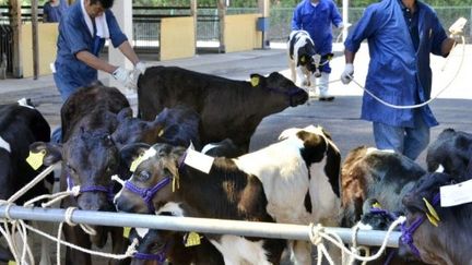 Des veaux sur le marché au bétail de Motomiya, dans la préfecture de Fukushima, le 14 juillet 2011. (AFP PHOTO / YOSHIKAZU TSUNO)