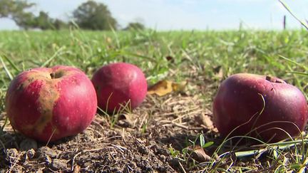 Alsace : une entreprise donne une seconde vie aux fruits abandonnés dans les vergers