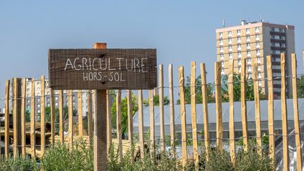 Le cultivateur urbain est une profession en pleine expansion. Ici, la ferme urbaine de Saint-Denis (Seine-Saint-Denis). (MAXPPP)