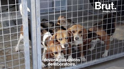 Dans cet élevage, des beagles sont reproduits dans un but précis : fournir des chiens de laboratoire. Et si cette race a été choisie, c'est pour sa docilité. Entre soutiens et opposants à l'expérimentation animale, le ton monte...