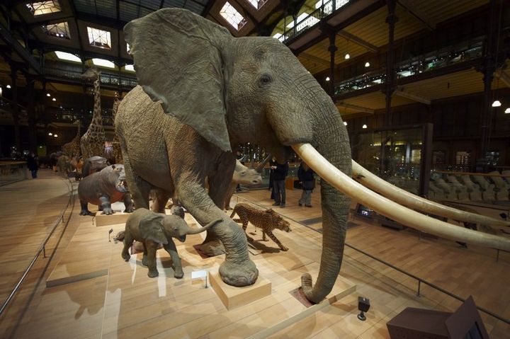 La Grande galerie de l'&eacute;volution au Museum d'Histoire naturelle, &agrave; Paris, le 24 d&eacute;cembre 2009.&nbsp; (MORANDI BRUNO / AFP)