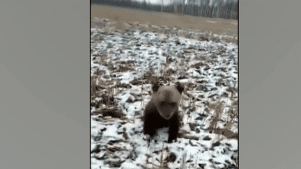 Animaux : une oursonne recueillie dans un refuge en France (FRANCE 2)