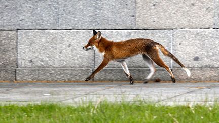 &nbsp; (Un renard dans un parc de Berlin, mai 2012 © Srdjan Zivulovic/Reuters)