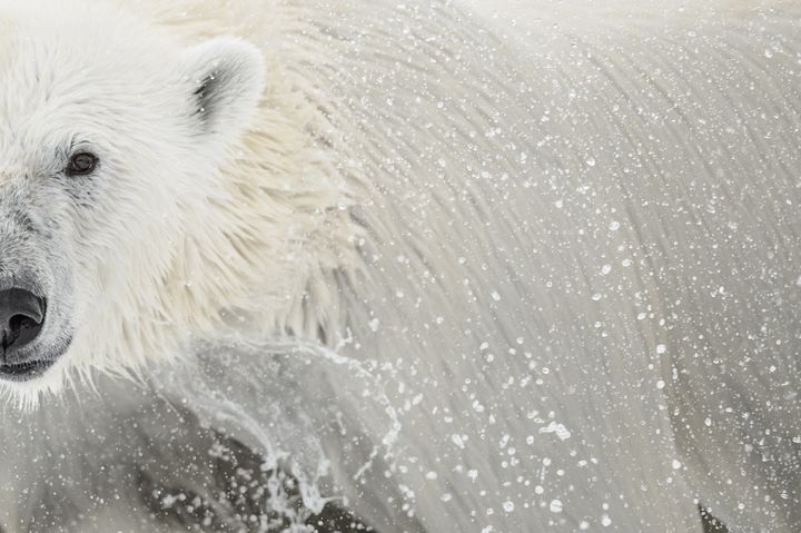 &nbsp; (Vincent Munier)