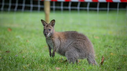 Un wallaby à Montbéliard (photo d'illustration), le 5 août 2021. (LIONEL VADAM  / MAXPPP)