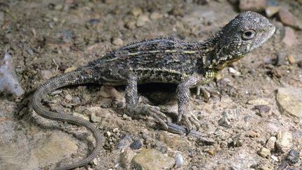 Un lézard Tympanocryptis pinguicolla à Jerrabomberra (Australie), en novembre 1991. (CSIRO / WIKIPEDIA)