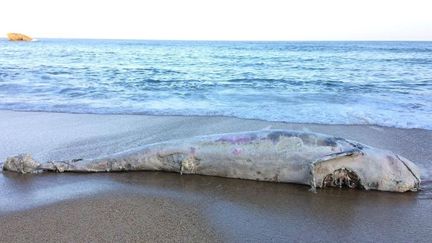 Un globicéphale s'est échoué sur la plage principale de Biarritz (Pyrénées-Atlantiques), le 13 avril 2017.&nbsp; (FACEBOOK)