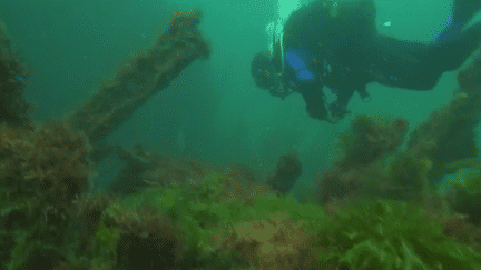 Morbihan : l'île de Groix, le paradis des plongeurs