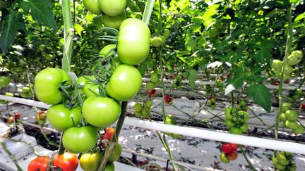 La&nbsp;technique des serres chauffées&nbsp;"ne concerne que 0,2% des surfaces en légumes bio en 2017",&nbsp;selon Thierry Coué, vice-président de la FNSEA (photo d'illustration). (CLAUDE PRIGENT / MAXPPP)