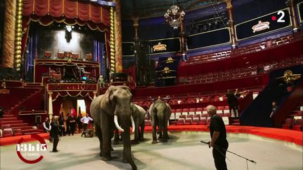 VIDEO. Cirque : la grande famille Bouglione doit tout aux animaux