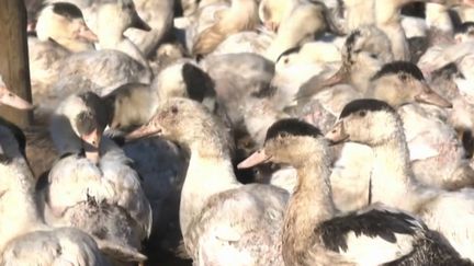 Une épidémie de grippe aviaire sans précédent frappe la France. Plus de 15 millions de volailles ont été abattues depuis cinq mois. Les bouchers ont donc du mal à s'approvisionner.&nbsp; (FRANCE 3)