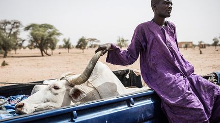 Des éleveurs peuls venus de Mbetiou Peulh vendent des bêtes de très bonne qualité, qu’ordinairement ils garderaient pour eux car le besoin d’argent pour se déplacer vers les terres pastorales de meilleures qualités du Sud les y oblige.&nbsp; &nbsp; (JOHN WESSELS / AFP)