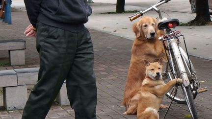 Deux chiens gardent un v&eacute;lo en l'absence de son propri&eacute;taire &agrave; Nanjing (Chine), le 22 f&eacute;vrier 2013. (QUIRKY CHINA NEWS / REX / SIPA)