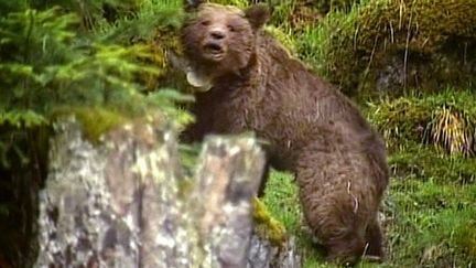 L'un des ours slovènes relâchés dans le massif pyrénéen (AFP - ministère de l'Ecologie)