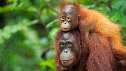  (Femelle orang-outang avec son petit, à Bornéo en Indonésie © Anup Shah / Getty Images)