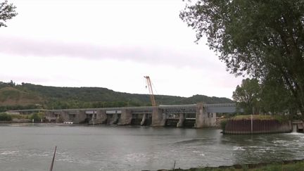 Seine : un béluga nage dans les eaux normandes