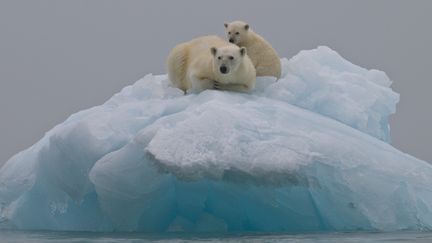 L'ours polaire, comme un tiers des vert&eacute;br&eacute;s, est menac&eacute; de disparition selon les scientifiques. (J.DUCOIN-ANA / ONLYWORLD / ONLY WORLD)