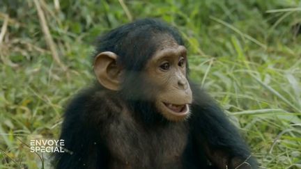 Quand Naseka, un jeune chimpanzé orphelin rescapé des braconniers, découvre la liberté (ENVOYÉ SPÉCIAL  / FRANCE 2)