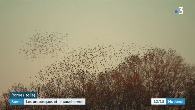 Italia: arabeschi e divani di étourneaux a Roma