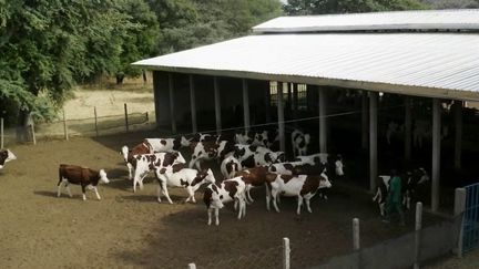 Elevage : le Cameroun mise sur les vaches Montbéliardes pour produire plus de lait (France 2)