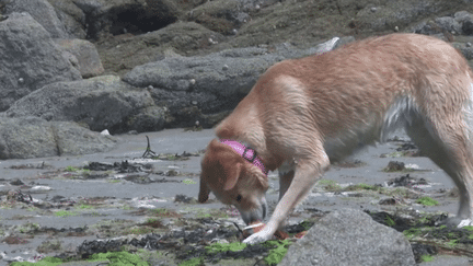 Ille-et-Vilaine : une cani-plage à Saint-Briac-sur-Mer (France 3)