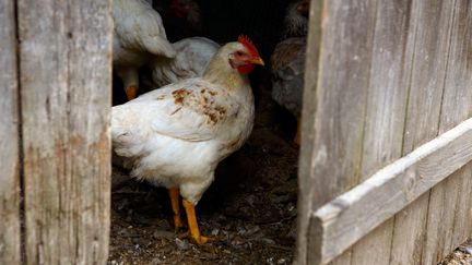 Une poule dans la région de la Transcarpatie, dans l'ouest de l'Ukraine. Image d'illustration. (SERHII HUDAK / AVALON / MAXPPP)