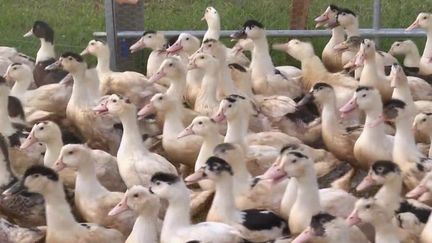 Face à l'épidémie de grippe aviaire qui touche la France, une campagne test de vaccination a débuté mardi 10 mai.&nbsp;De quoi redonner de l'espoir aux éleveurs.&nbsp;Reportage dans le Périgord et dans les Landes. (FRANCE 2)