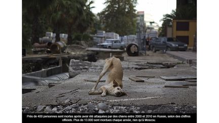 En avril 2013, le projet d'exterminer plus de 2.000 chiens et chats errants à Sochi avait créé une forte controverse. La mairie avait fait un appel d’offres avec contrat qui s'élevait à des dizaines de milliers d’euros. Mais devant les critiques et les manifestations de militants locaux, la mairie a fini par renoncer. Les animaux seront stérilisés et placés dans des refuges. (REUTERS/Maxim Shemetov)