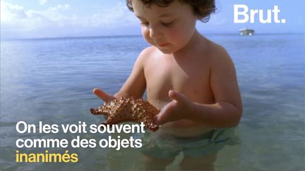 Emblématiques de la vie sous-marine, les étoiles de mer adoptent un système des plus ingénieux pour avancer.