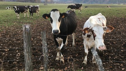 Lait : quand les éleveurs gagnent plus