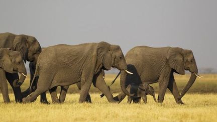 Le Botswana abrite la plus grande population d'éléphants au monde. (Biosphoto / Thomas Dressler )