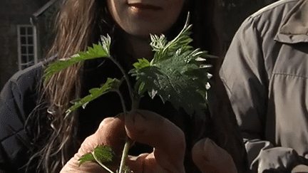 Santé : ces plantes qui vous font du bien