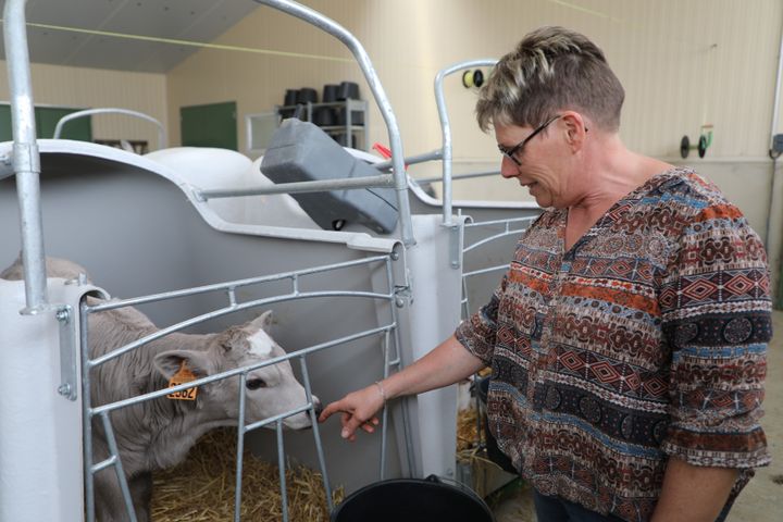 Marie-Claude Morice caresse l'un des veaux récemment nés dans son exploitation, le 1er mai 2019 à Limerzel (Morbihan).&nbsp; (VALENTINE PASQUESOONE / FRANCEINFO)