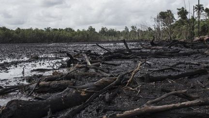 Quand le pétrole pollue la Mangrove... (STEFAN HEUNIS / AFP)