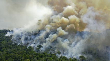 Un feu de forêt en Amazonie brésilienne le 16 août 2020, à Novo Progresso dans l'Etat de Para (Brésil). (CARL DE SOUZA / AFP)