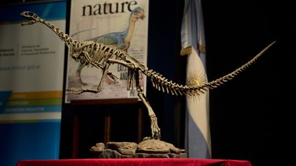 Une réplique du Chilesaurus, un dinosaure&nbsp;herbivore à l'allure de terrible carnivore, est exposée au Muséum de sciences naturelles Bernardino Rivadavia de Buenos Aires (Argentine), le 23 juin 2015. (EITAN ABRAMOVICH / AFP)