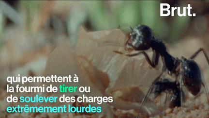 Elles sont minuscules mais ont une force considérable. Les fourmis sont, en effet, connues pour soulever jusqu’à mille fois leur poids. Mais d'où ces insectes puisent-ils cette cette puissance spectaculaire ?