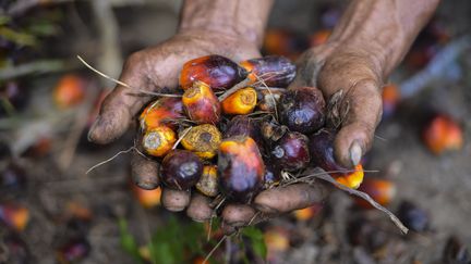 L'huile de palme&nbsp;est extraite de la pulpe des&nbsp;fruits, de couleur rouge. (CHAIDEER MAHYUDDIN / AFP)