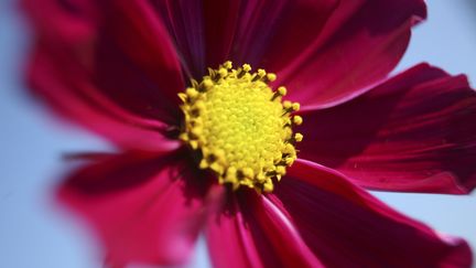 Une rose de Picardie. Photo d'illustration. (BSIP / UNIVERSAL IMAGES GROUP EDITORIAL via GETTYIMAGES)