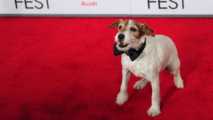 Uggie, le chien de "The Artist", pose sur un tapis rouge &agrave; l'occasion d'une projection du film &agrave; Hollywood (Etats-Unis), le 8 novembre 2011. (FREDERIC J. BROWN / AFP)