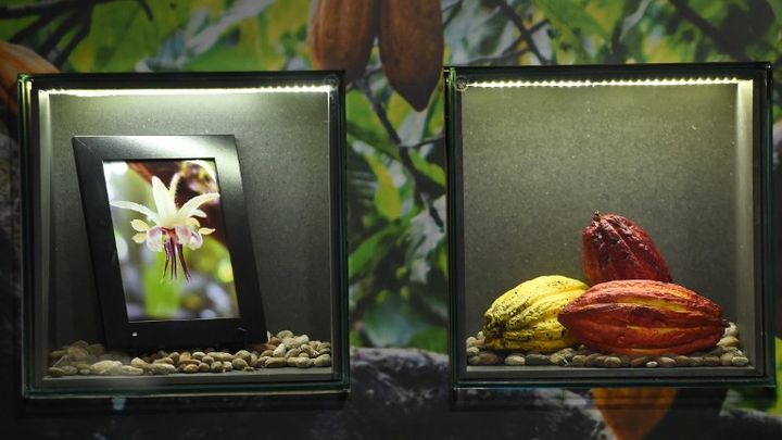 Fruits et fleurs du cacao au musée du chocolat à Bruxelles
 (EMMANUEL DUNAND)