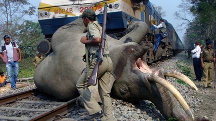 Un garde-forestier passe devant le corps d'un &eacute;l&eacute;phant heurt&eacute; par un train pr&egrave;s d'Alipurduar (Inde), le 5 mars 2013. (AFP)