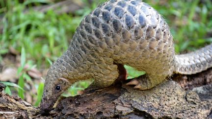 Un pangolin se nourrit de termites au zoo de Singapour, le&nbsp;30 juin 2017. (ROSLAN RAHMAN / AFP)