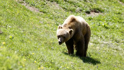 Un ours dans un sanctuaire à Arosa, en Suisse, le 25 juin 2019.&nbsp; (ARND WIEGMANN / REUTERS)