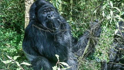 Le Rwanda partage avec l'Ouganda et la République démocratique du Congo le célèbre massif des Virunga. Située au cœur de la région densément peuplée des Grands Lacs, cette chaîne de huit majestueux volcans est aussi, avec la forêt ougandaise de Bwindi, le seul habitat au monde des gorilles de montagne.&nbsp; &nbsp; (SIMON MAINA / AFP)