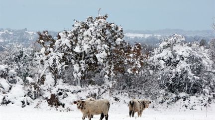 Neige dans un champ près de Cherbourg, le 27/11/10 (AFP/Kenzo Tribouillard)