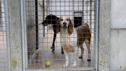 Des chiens attendent dans un refuge de la SPA situé à Nantes, le 8 février 2013. (ALAIN LE BOT / PHOTONONSTOP / AFP)